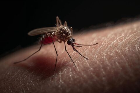 Un moustique tourne autour de votre oreille la nuit