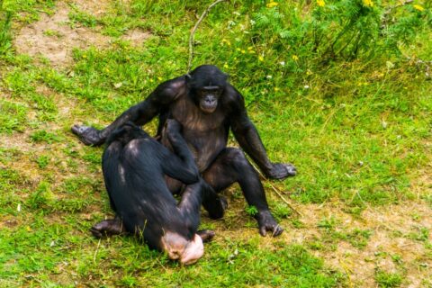 Des chimpanzés créent leur propre mode ? Cette observation surprend les chercheurs
