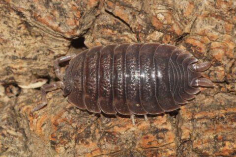 Cette découverte animale étonnante pourrait changer notre compréhension de la biodiversité