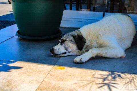 Canicule : les gestes essentiels pour protéger votre chien de la chaleur