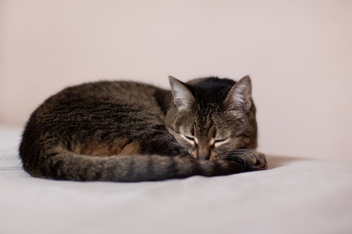 Si votre chat dort loin de vous en été, ce n'est pas de l'indifférence