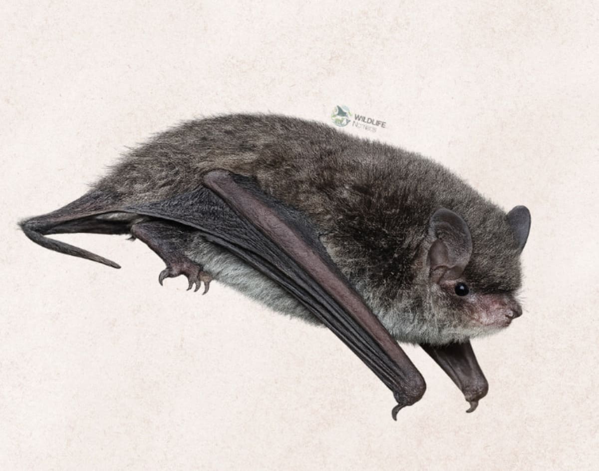 Myotis himalayen à longue queue