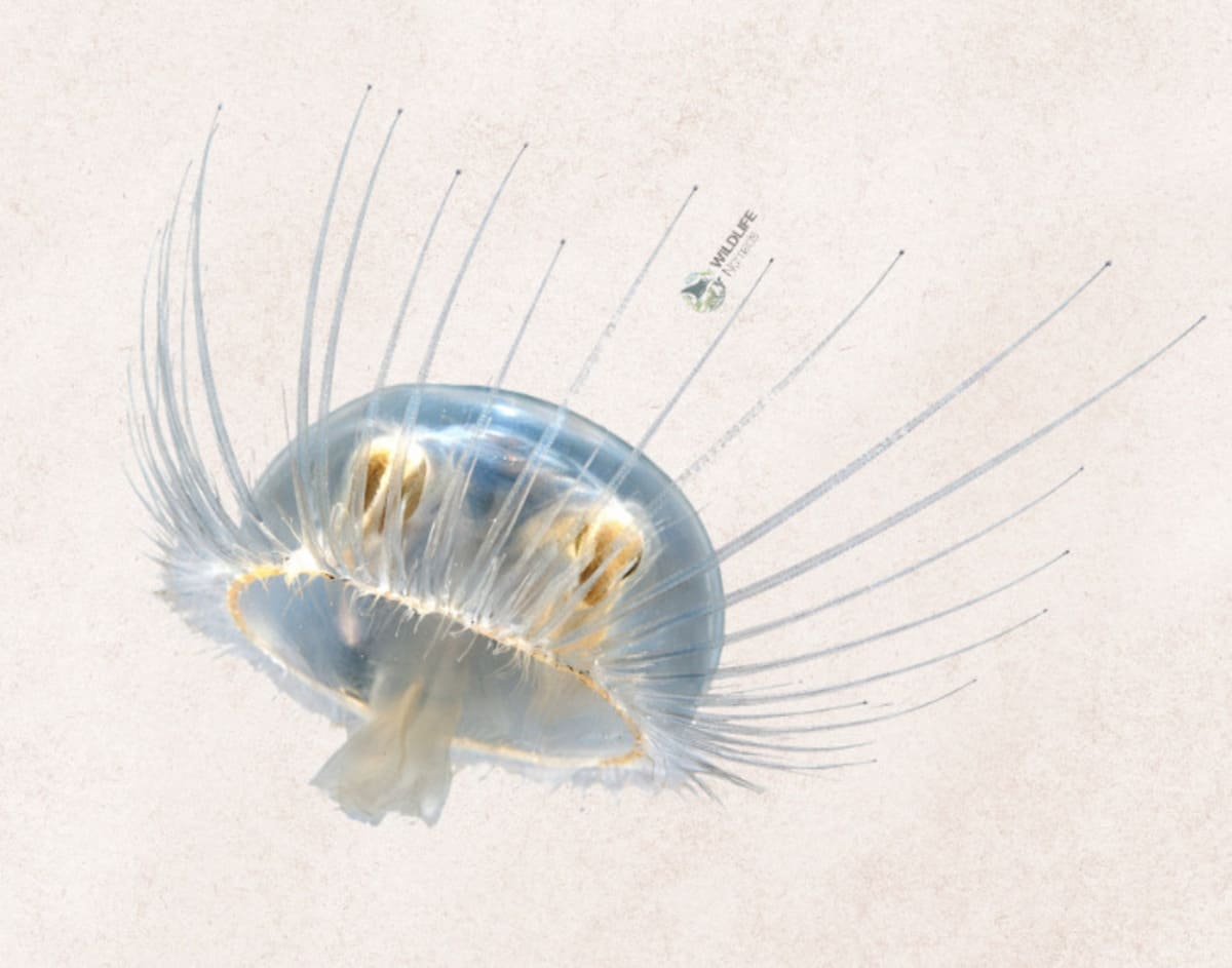 Integral Jellyfish Orchistoma integrale