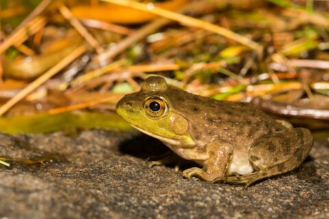 Des grenouilles américaines touchées par un parasite inquiétant