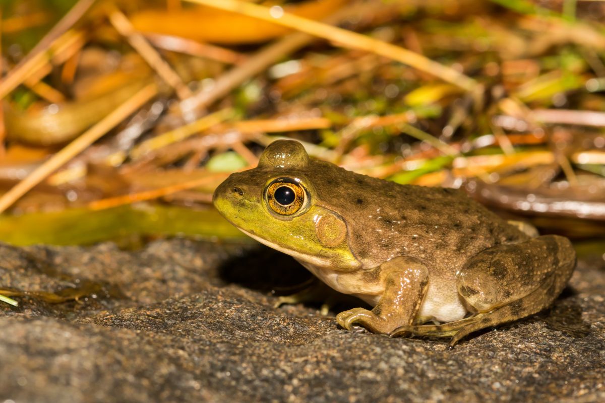 Des grenouilles américaines touchées par un parasite inquiétant