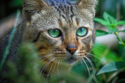 Chat des Andes : ce chaton rarissime rappelle l’urgence de protéger l’espèce