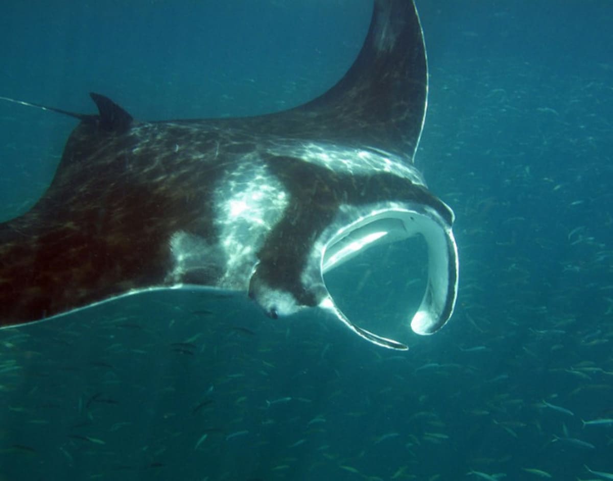 Mobula_yarae_par_Pauline_Jacobson