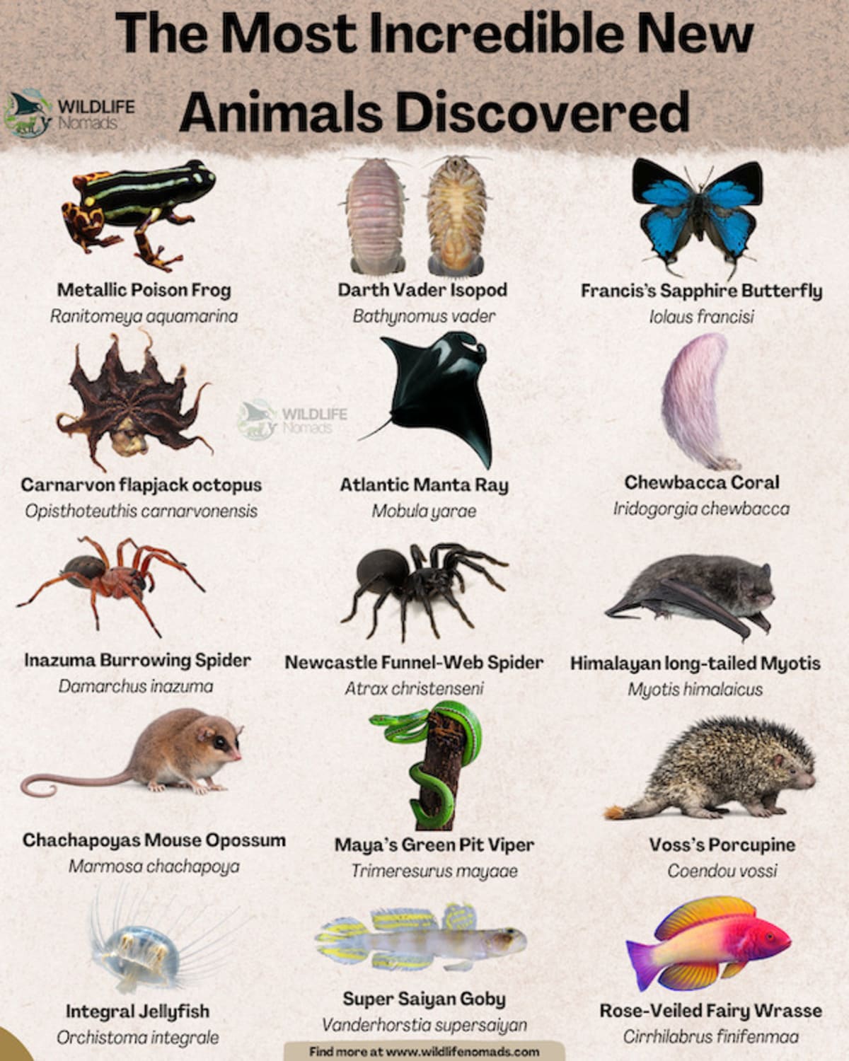 Nouvelle espèce animale découverte