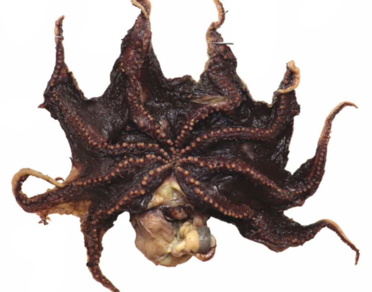 Opisthoteuthis_carnarvonensis