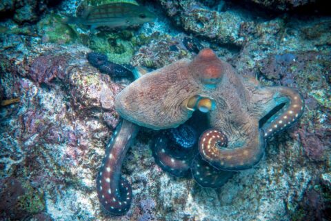 Les poulpes sont encore plus fascinants qu’on ne le pensait
