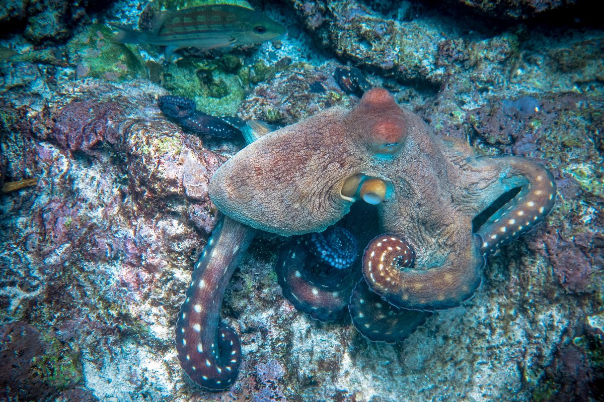 Les poulpes sont encore plus fascinants qu’on ne le pensait