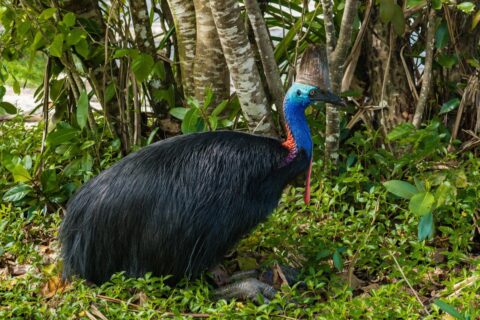 Cet oiseau de 75 kg