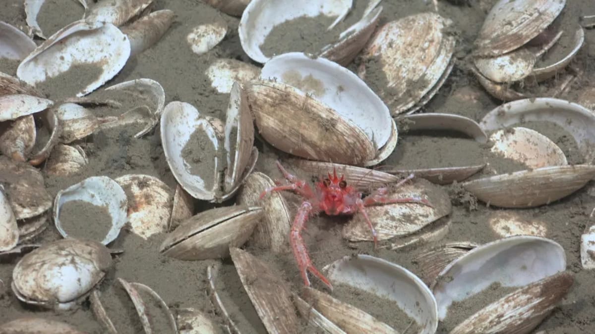 Homard galathée
