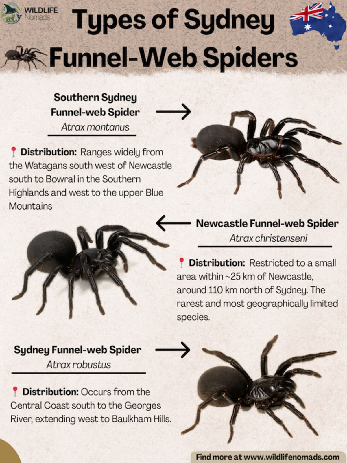 Infographie sur les types d'araignées à toile en entonnoir de Sydney