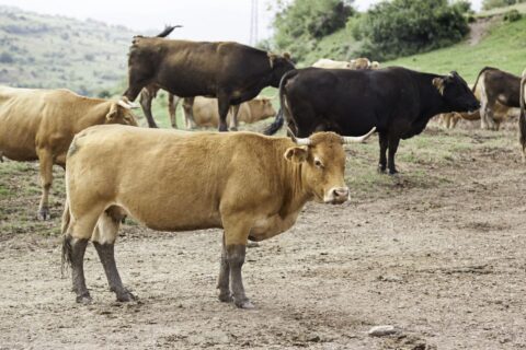 Abandonnées sur une île pendant 130 ans, ces vaches ont vécu une histoire incroyable