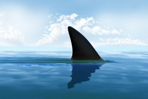 Requins : ce changement de comportement lié aux humains inquiète les scientifiques