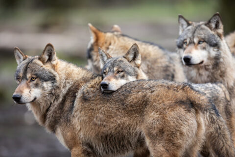 loups