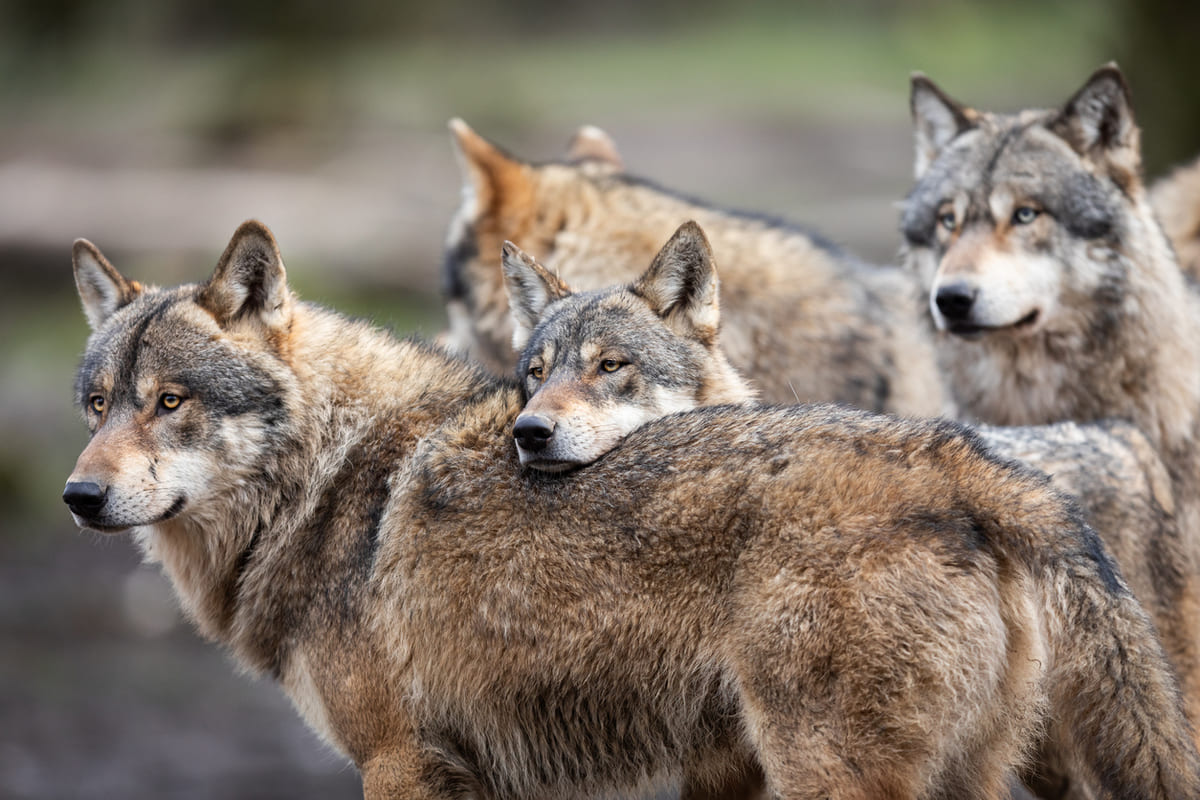 loups