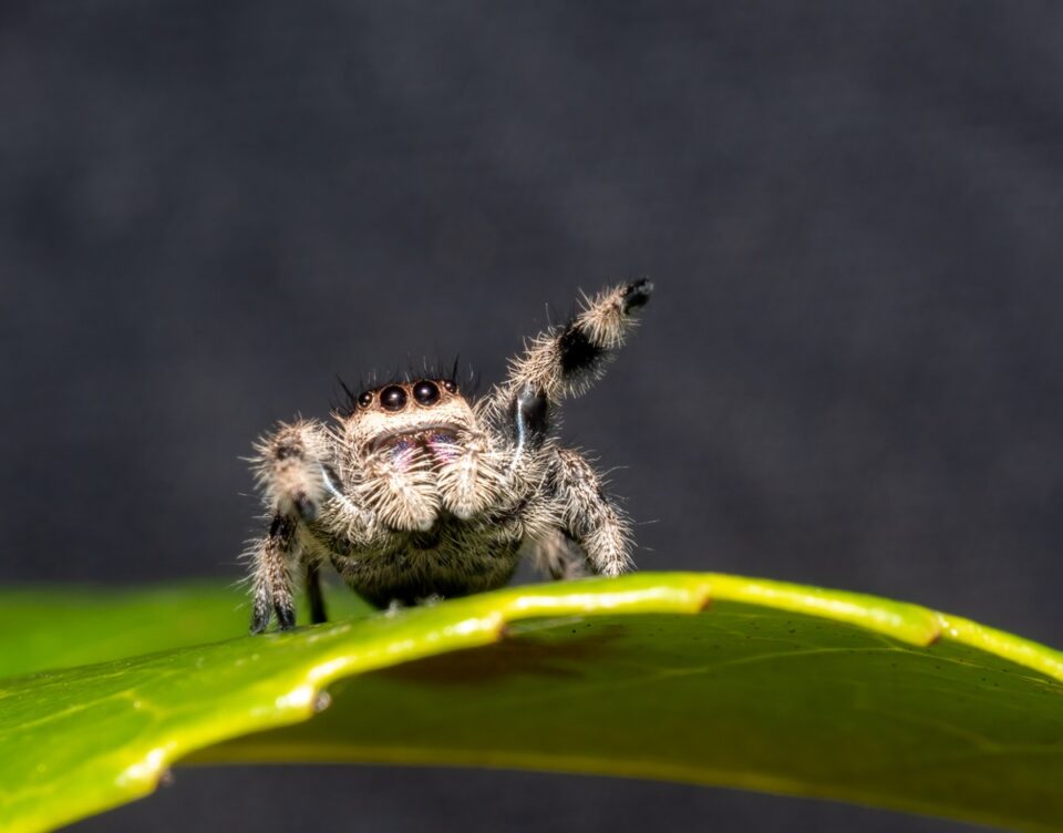 Une araignée au « sourire » rouge