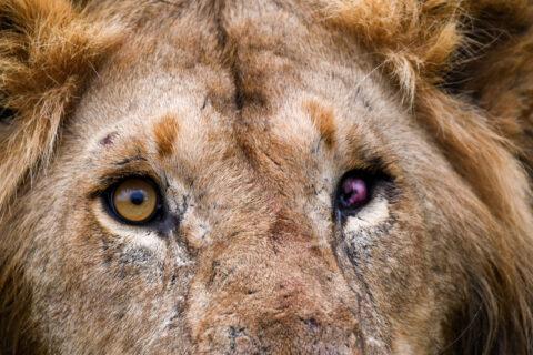 Lion