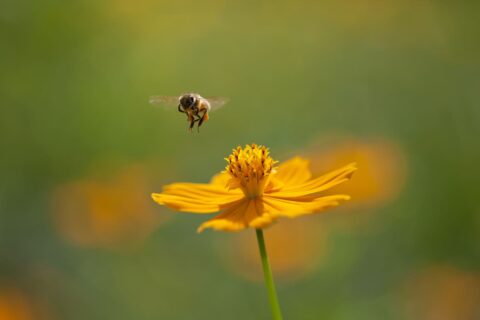 abeille