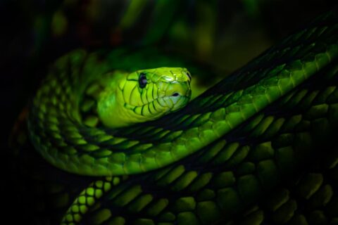 animaux