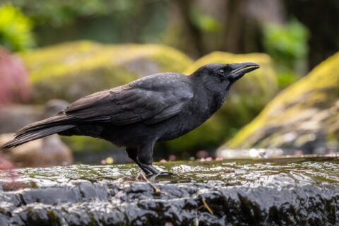 Femelle du corbeau