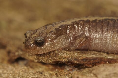 minuscule animal