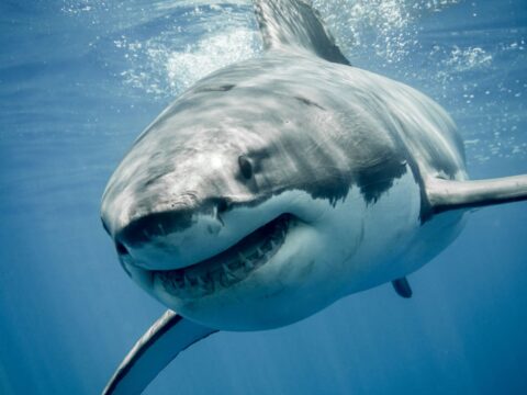 les dents des requins