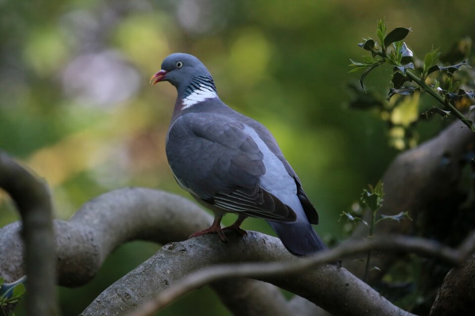 Une espèce de pigeon qui a frôlé l’extinction