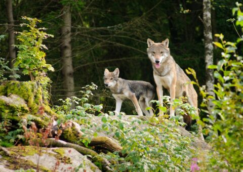 loups préhistoriques