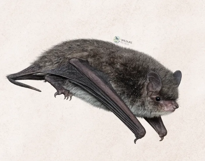 Myotis à longue queue de l'Himalaya