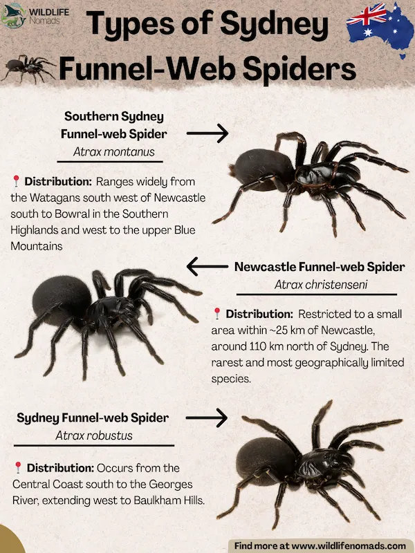 araignées à toile en entonnoir de Sydney
