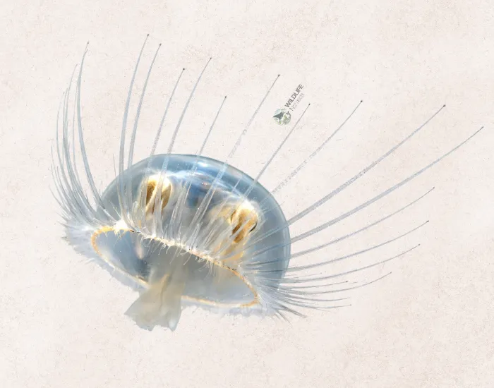 Integral Jellyfish