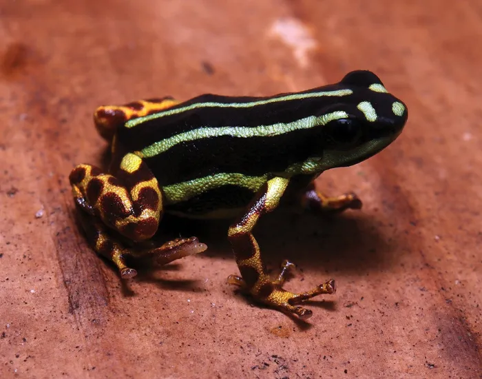 grenouille amazonienne