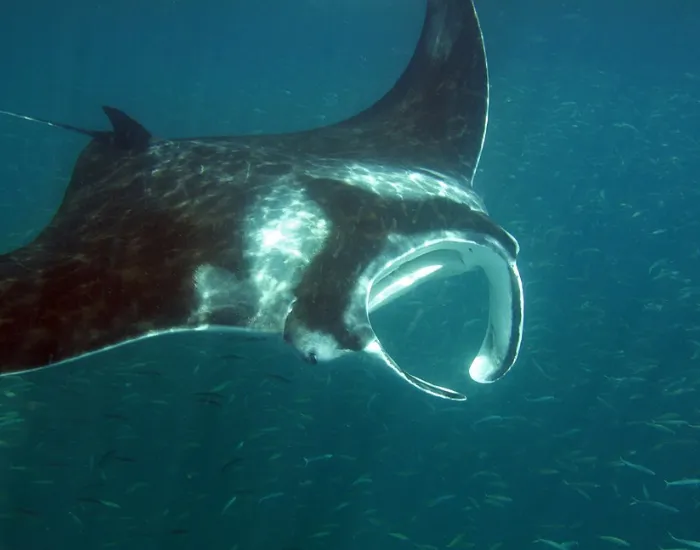 Mobula yarae