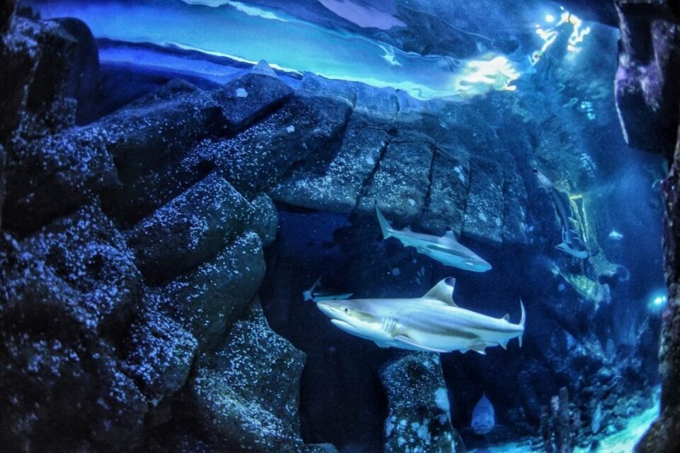 Un requin à pointes noires