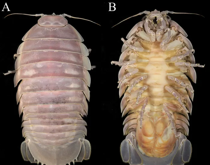 Paratype de Bathynomus vaderi