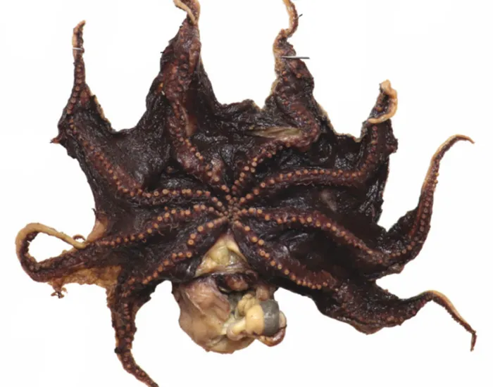 Opisthoteuthis carnarvonensis