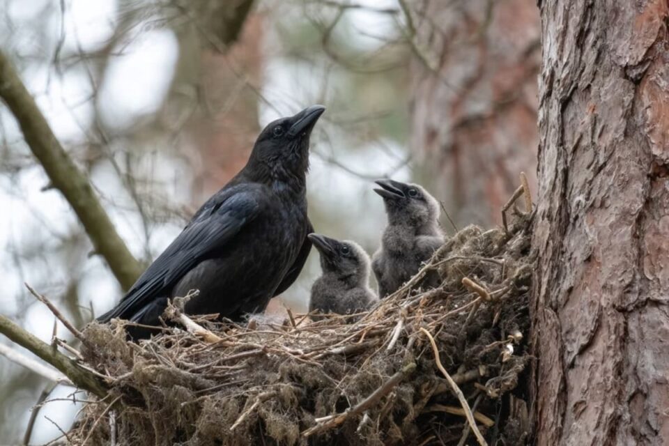 Le nid du corbeau