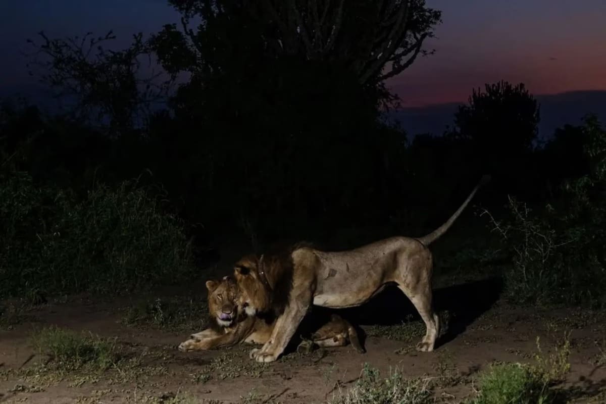 lion-jacob