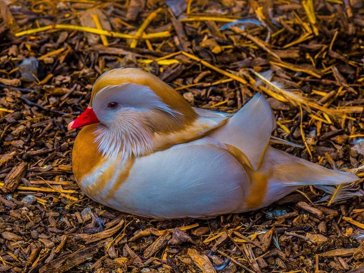 mandarin 1