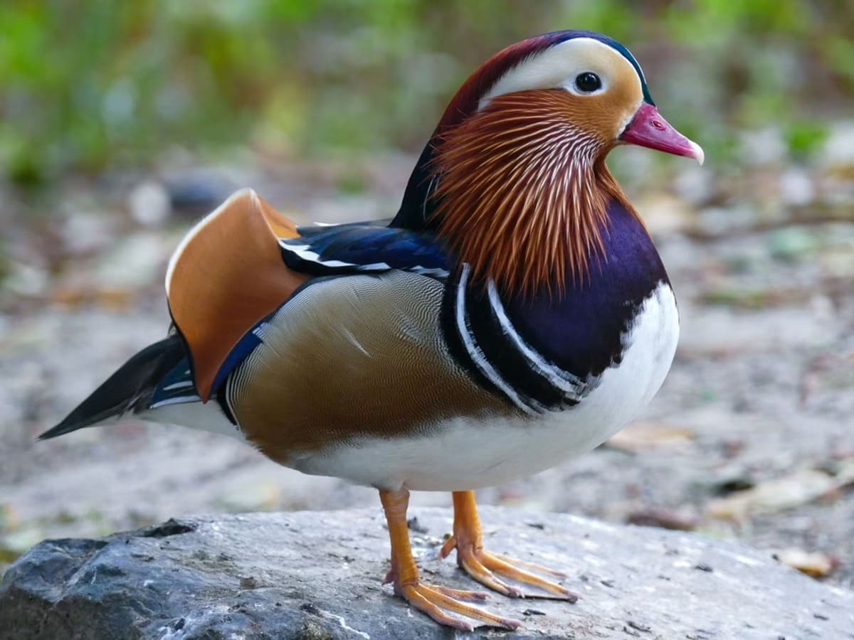 mandarin fs