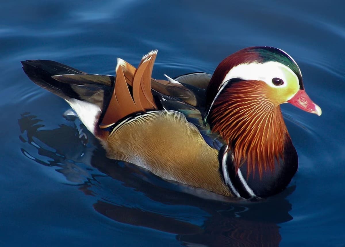 mandarin fs1