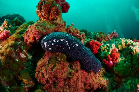 39 créatures inconnues découvertes dans les abysses