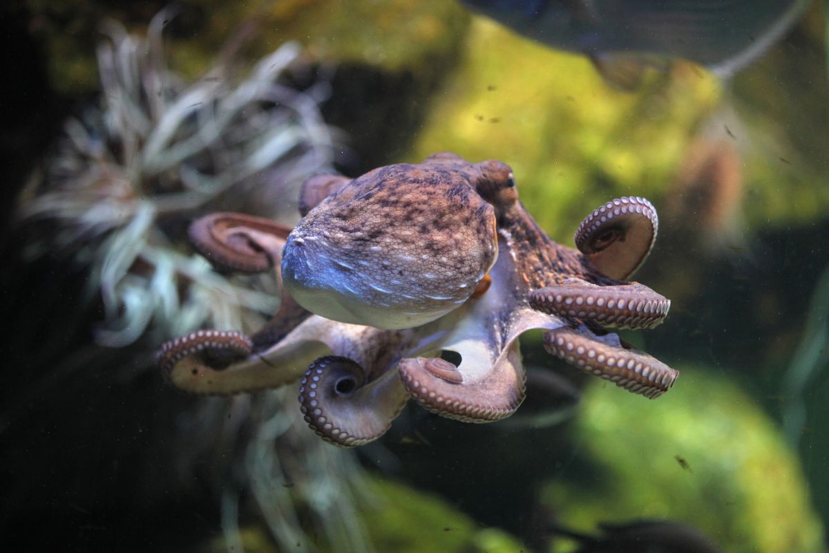 Une petite pieuvre bleue découverte aux Galápagos fascine déjà les scientifiques