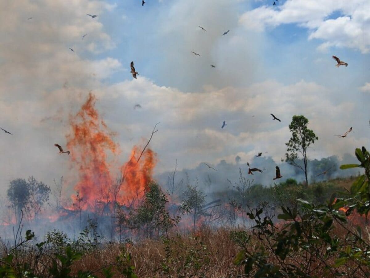 Fire Hawks