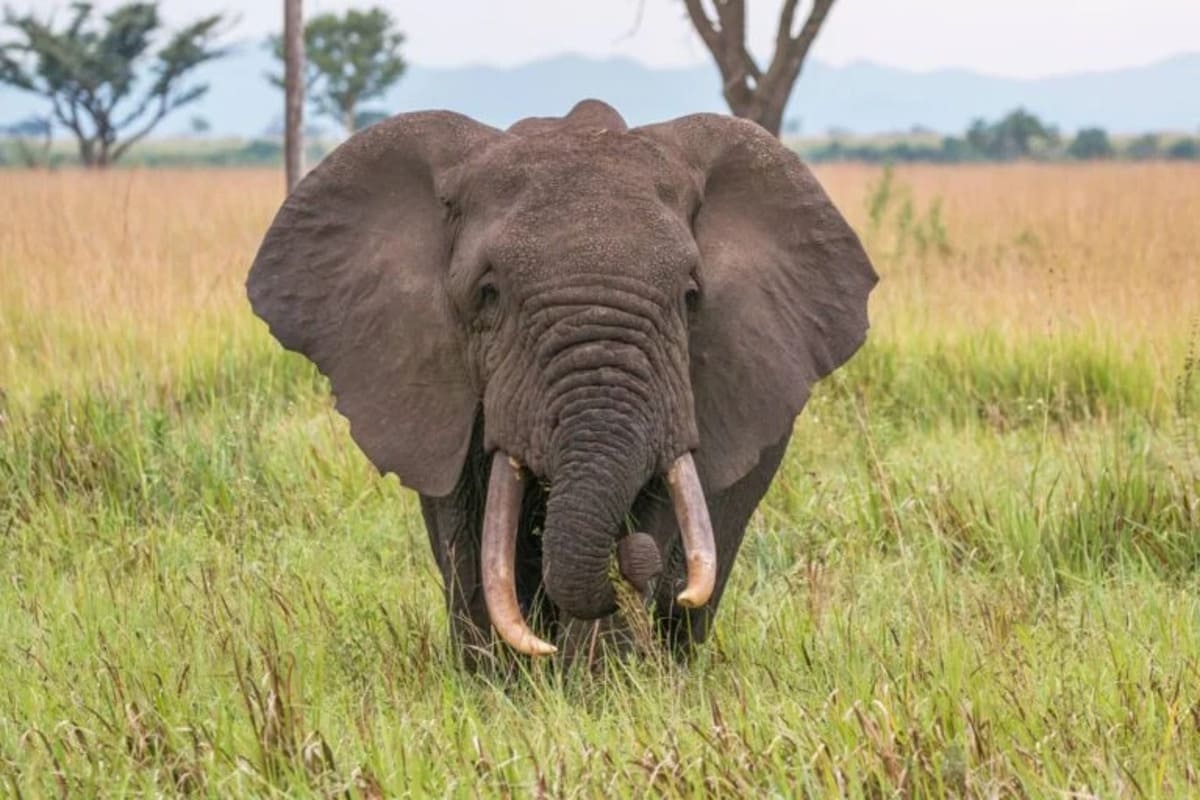 1759921267038_African_elephant_28Loxodonta_africana29_2-768x512