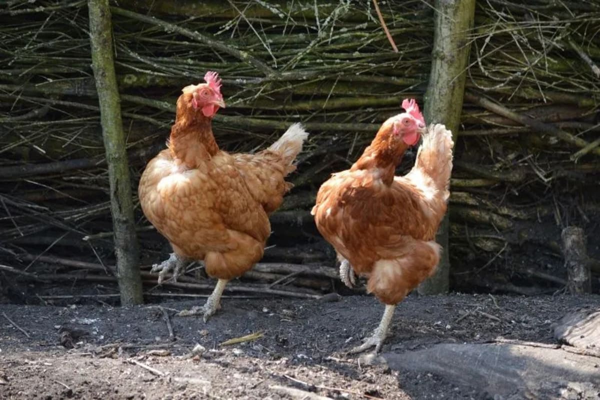 Chicken-dance