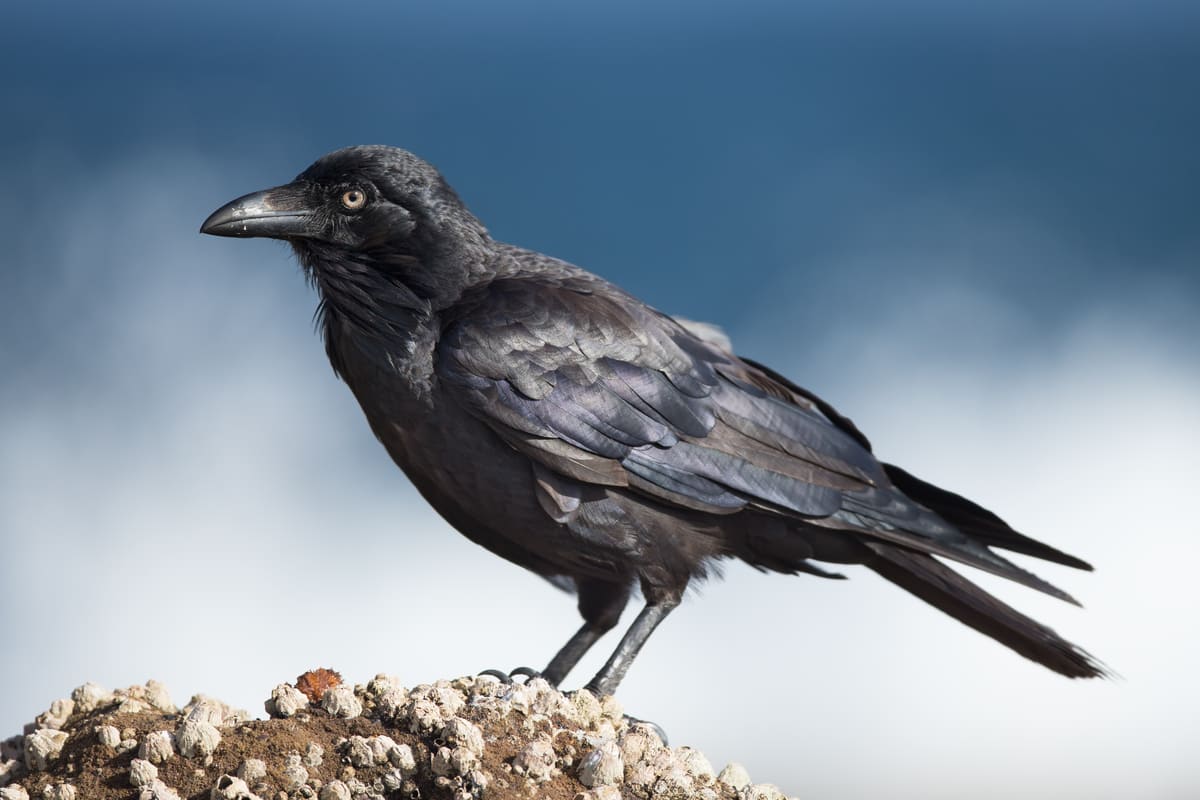 Corvus_coronoides_-_Doughboy_Head